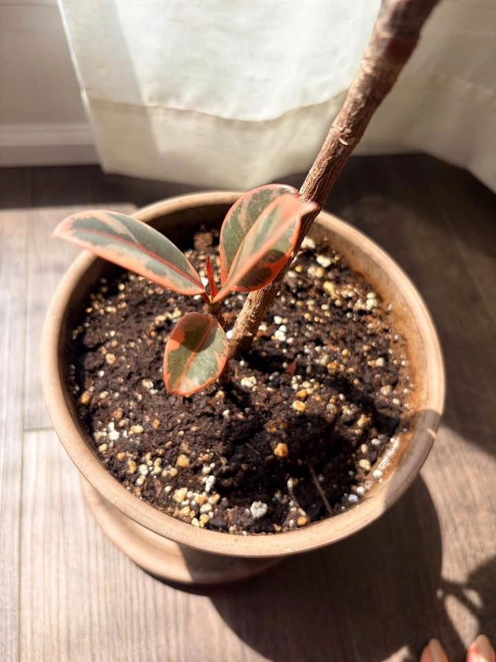 18“ Variegated Ficus Elastica Tineke Rubber Plant - photo 2