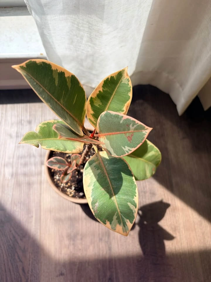 18“ Variegated Ficus Elastica Tineke Rubber Plant - photo 3