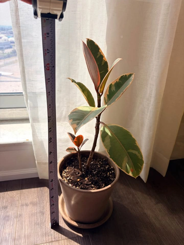 18“ Variegated Ficus Elastica Tineke Rubber Plant - photo 4