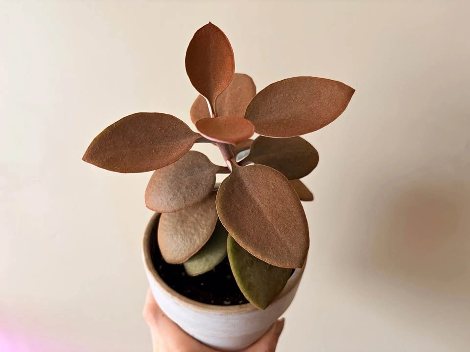 11“ Kalanchoe Orgyalis Copper Spoons Succulent