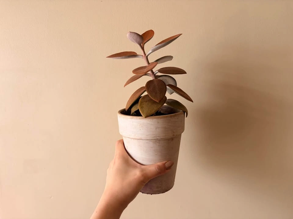 11“ Kalanchoe Orgyalis Copper Spoons Succulent - photo 2