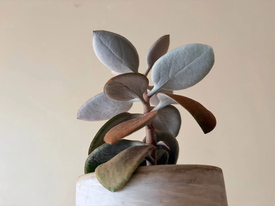 11“ Kalanchoe Orgyalis Copper Spoons Succulent - photo 3