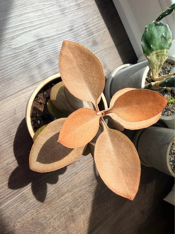 11“ Kalanchoe Orgyalis Copper Spoons Succulent - photo 4