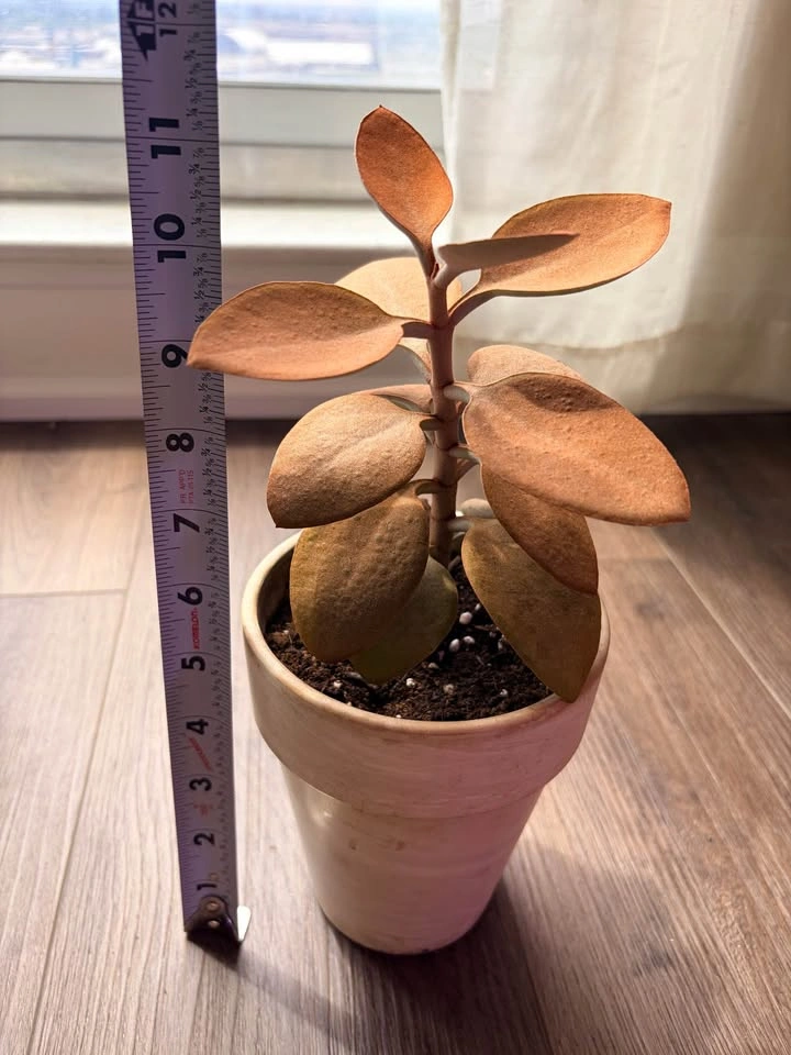 11“ Kalanchoe Orgyalis Copper Spoons Succulent - photo 5