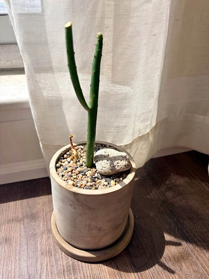 10“ Pencil Cactus in Concrete Pot