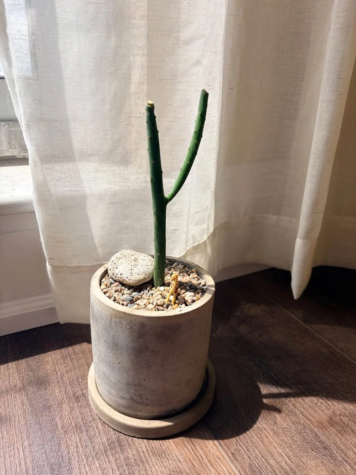 10“ Pencil Cactus in Concrete Pot - photo 2
