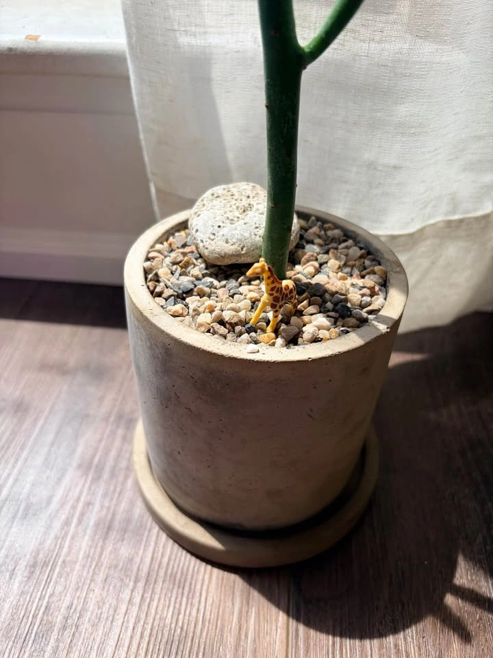 10“ Pencil Cactus in Concrete Pot - photo 3