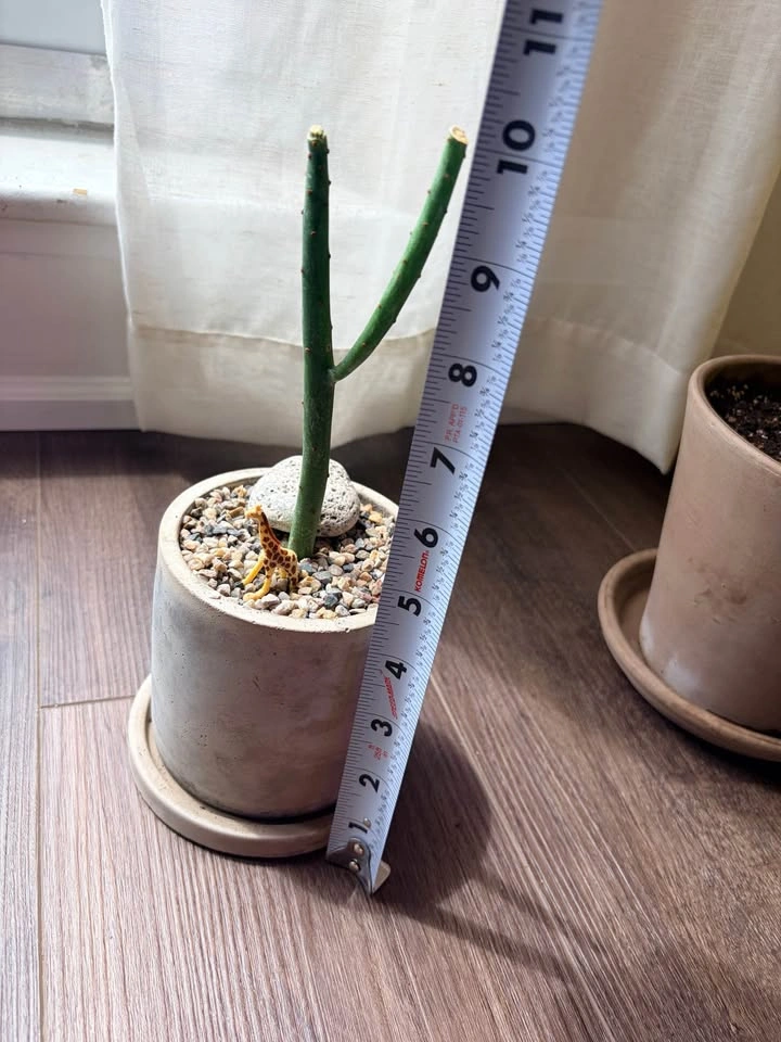 10“ Pencil Cactus in Concrete Pot - photo 4