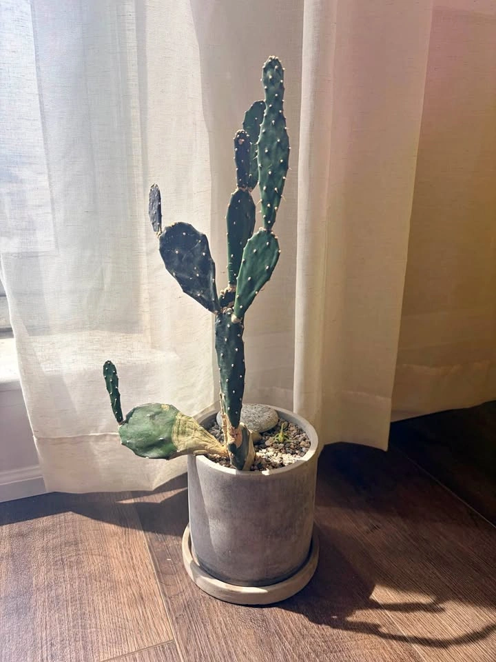 17.5“ Opuntia Cactus (Prickly pear) in Concrete Pot