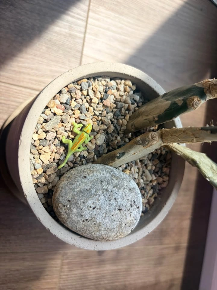 17.5“ Opuntia Cactus (Prickly pear) in Concrete Pot - photo 2
