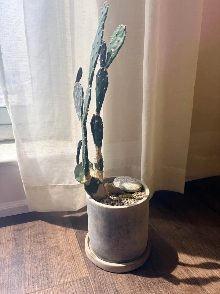 17.5“ Opuntia Cactus (Prickly pear) in Concrete Pot - photo 3