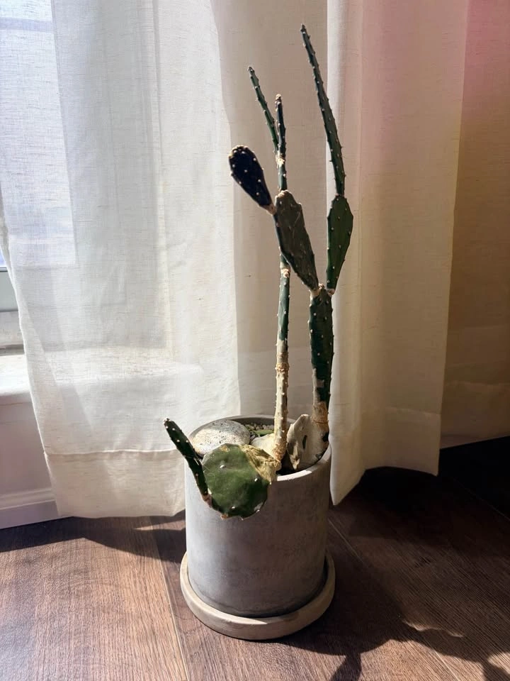 17.5“ Opuntia Cactus (Prickly pear) in Concrete Pot - photo 4