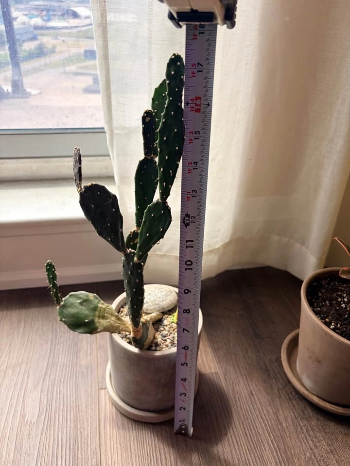 17.5“ Opuntia Cactus (Prickly pear) in Concrete Pot - photo 5