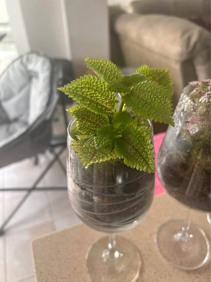 Handcrafted Wineglass Live Plant Terrarium