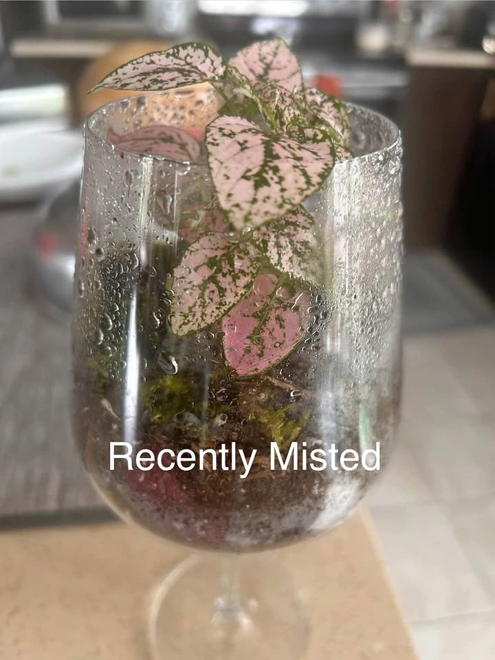 Handcrafted Wineglass Live Plant Terrarium