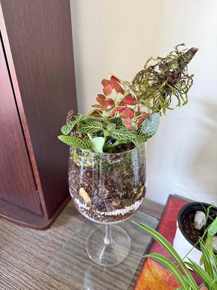 Handmade Glass Plant Terrarium
