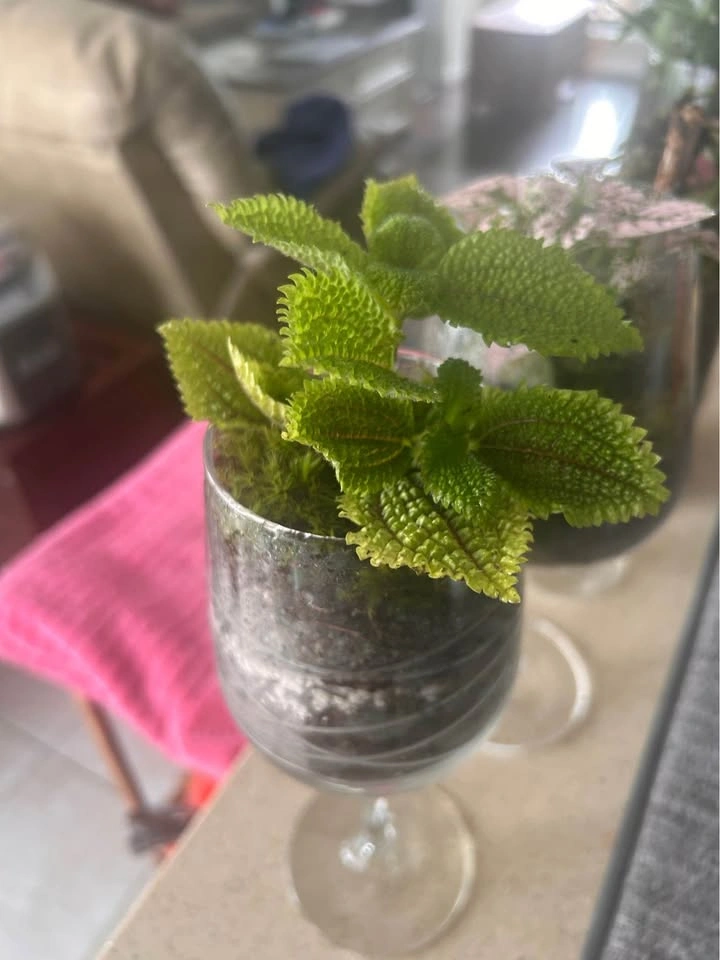 Handmade Glass Plant Terrarium - photo 3