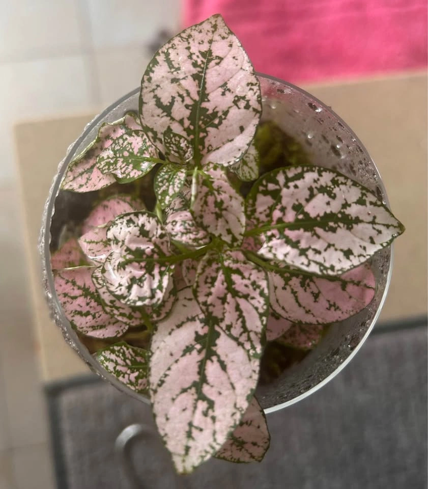 Handmade Glass Plant Terrarium - photo 4