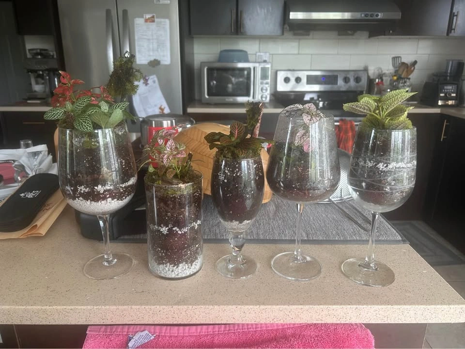 Handmade Glass Plant Terrarium - photo 5