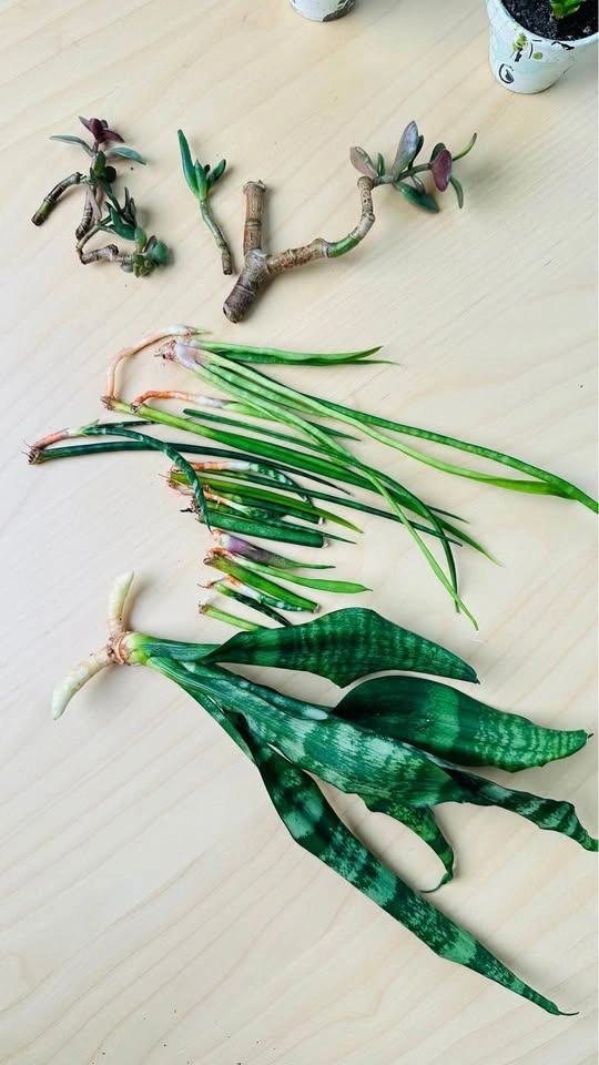 DIY cute plant arrangement bundle/ price for all - photo 3