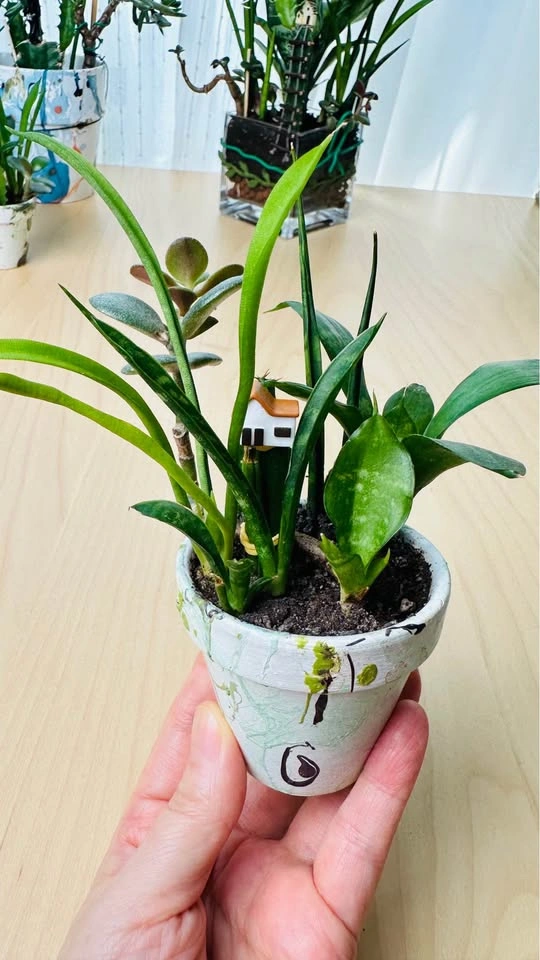 DIY cute plant arrangement bundle/ price for all - photo 4