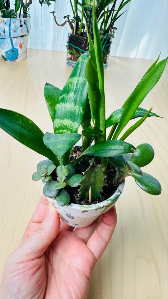 DIY cute plant arrangement bundle/ price for all - photo 5