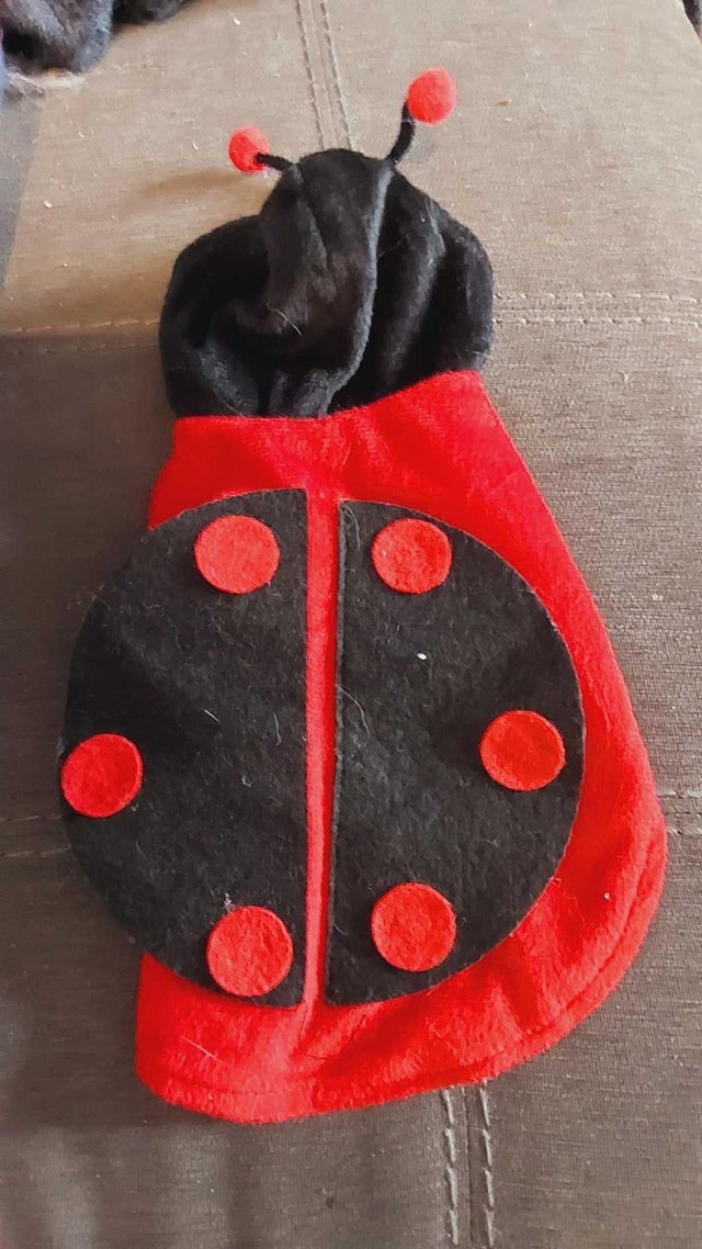 Small and extra small Dog Clothing Bundle - photo 4