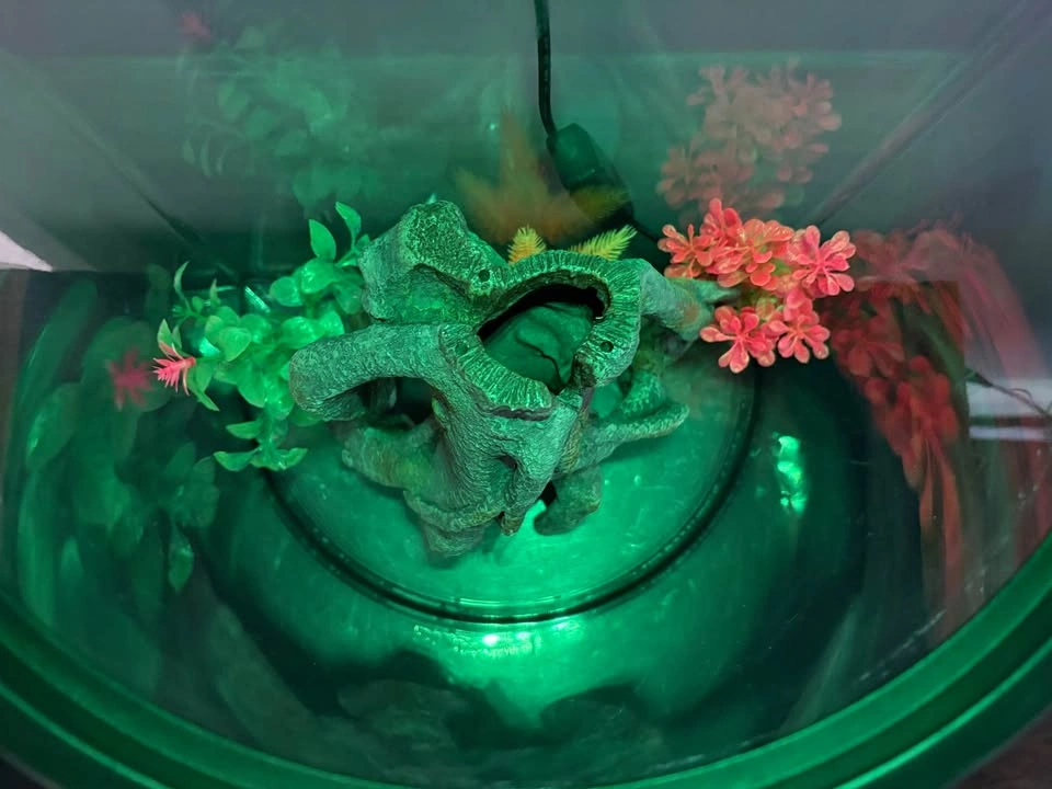 3-Gallon Half Moon Aquarium - photo 4