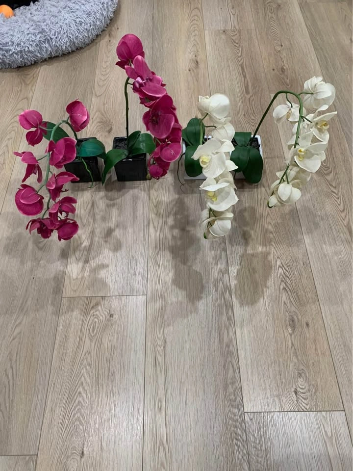 Potted orchids (fake)