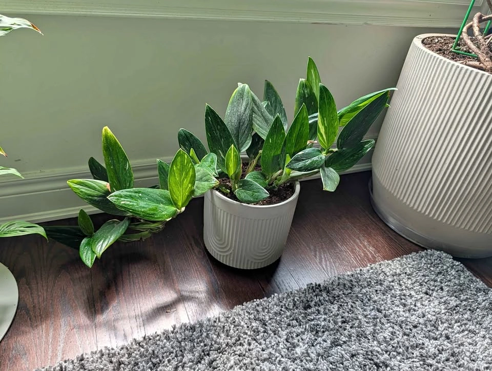Monstera cobra - pot included
