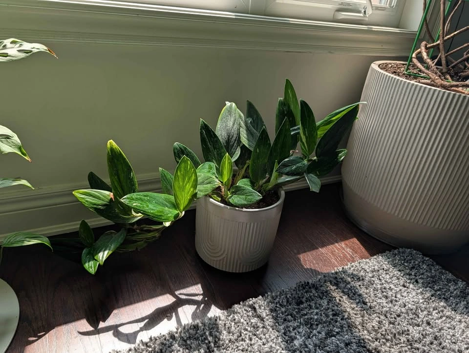 Monstera cobra - pot included - photo 2