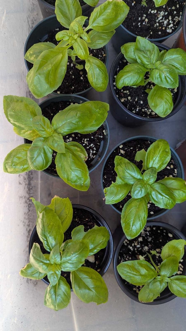 Organic Basil plants in pot