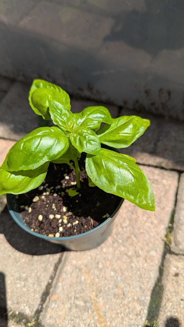 Organic Basil plants in pot - photo 2