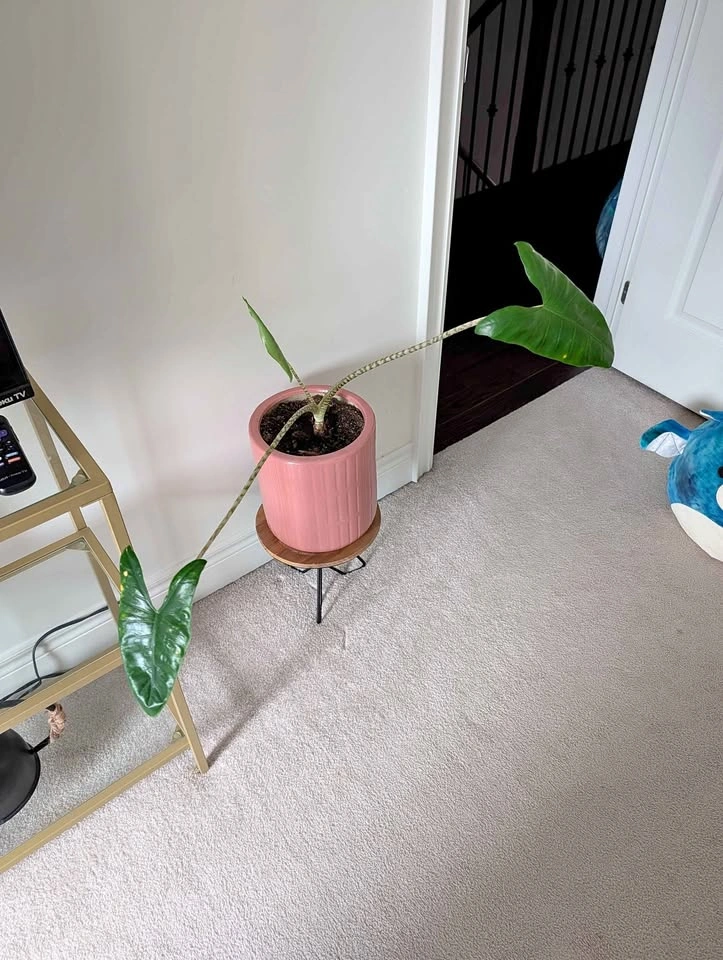 Alocasia Zebrina in Pink Ceramic Pot - pot included