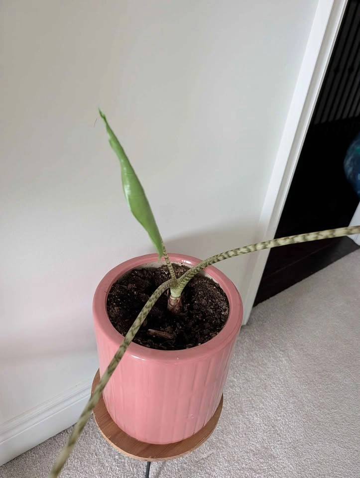 Alocasia Zebrina in Pink Ceramic Pot - pot included - photo 2