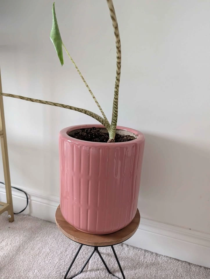 Alocasia Zebrina in Pink Ceramic Pot - pot included - photo 3