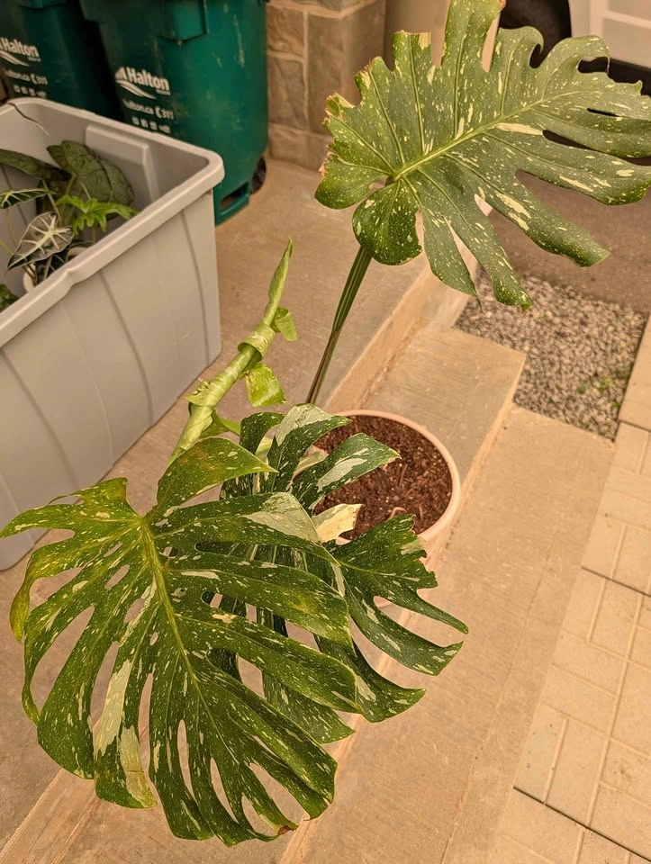 Monstera Thai Constellation Plant - pot included