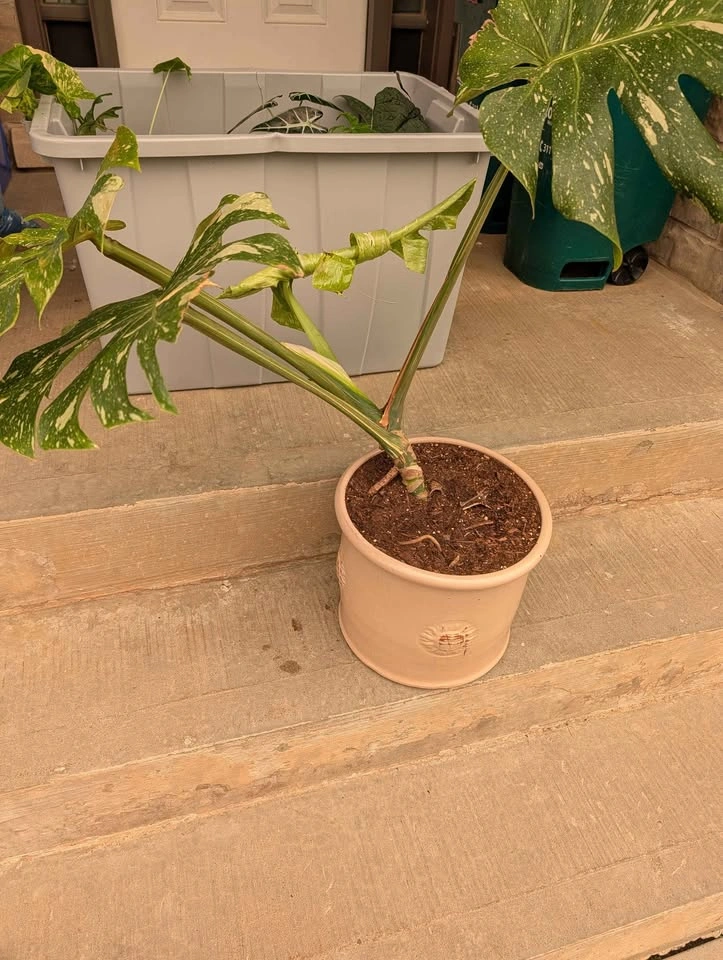 Monstera Thai Constellation Plant - pot included - photo 2