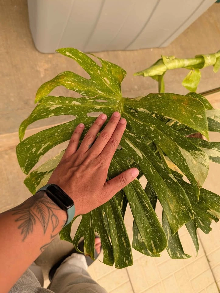 Monstera Thai Constellation Plant - pot included - photo 3