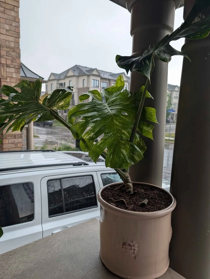 Monstera Thai Constellation Plant - pot included - photo 4