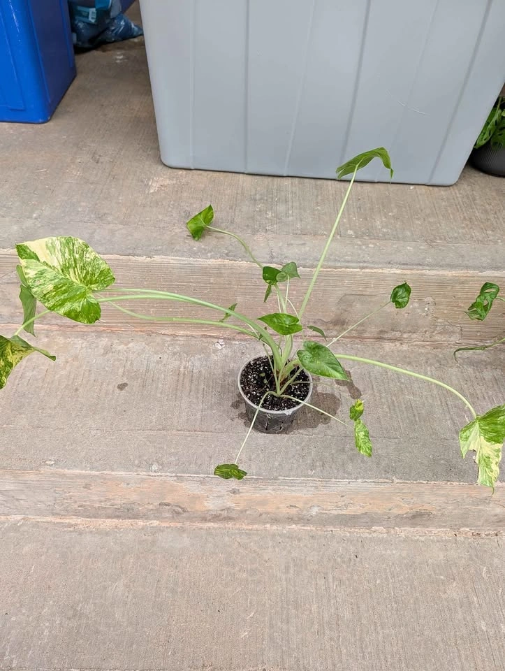 Variegated Alocasia Gageana
