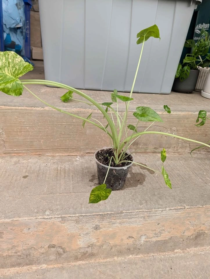 Variegated Alocasia Gageana - photo 2