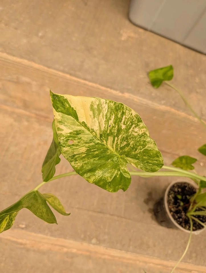 Variegated Alocasia Gageana - photo 3