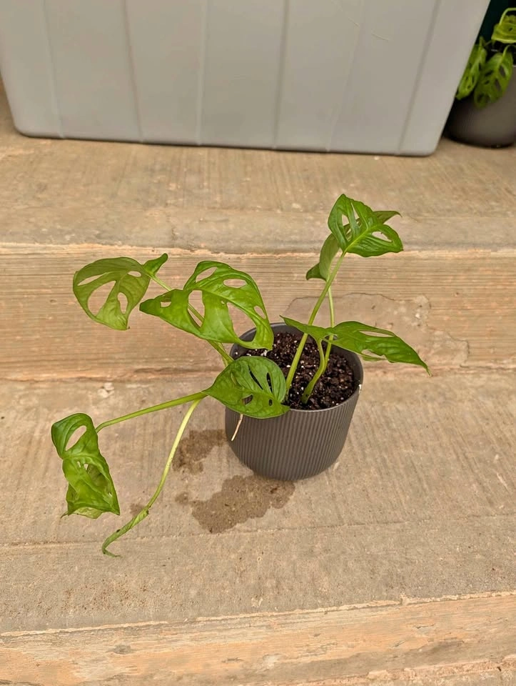 Monstera Adansonii Swiss Cheese Plant