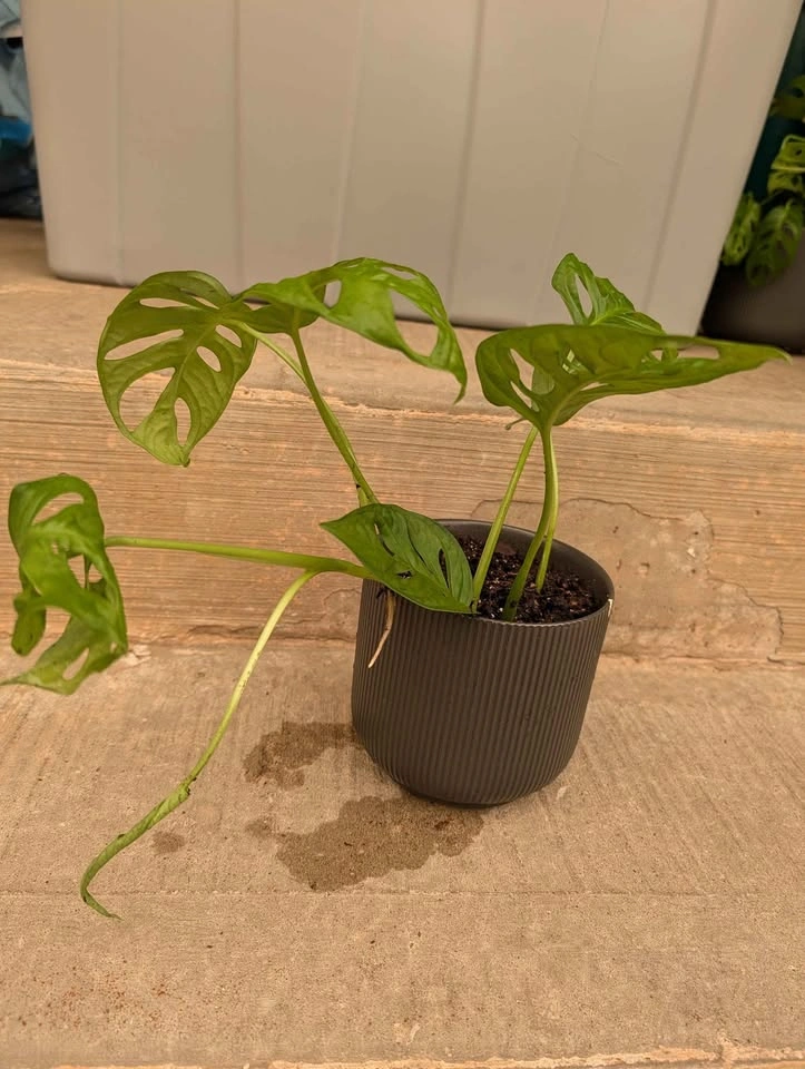 Monstera Adansonii Swiss Cheese Plant - photo 2