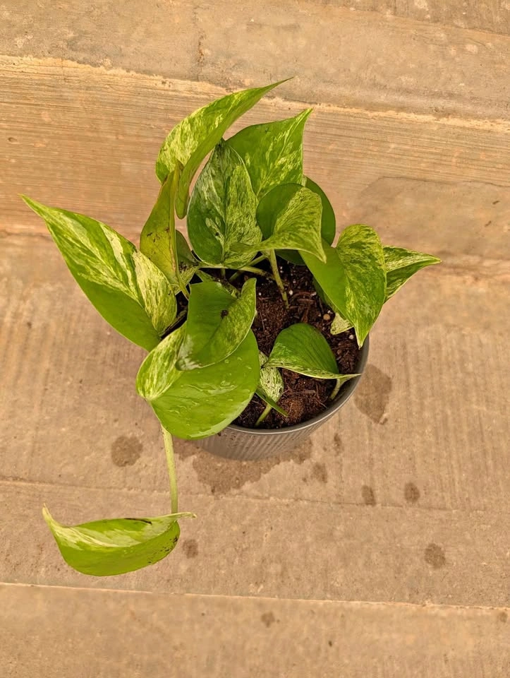 Marble Queen Pothos in Grey Ribbed Pot