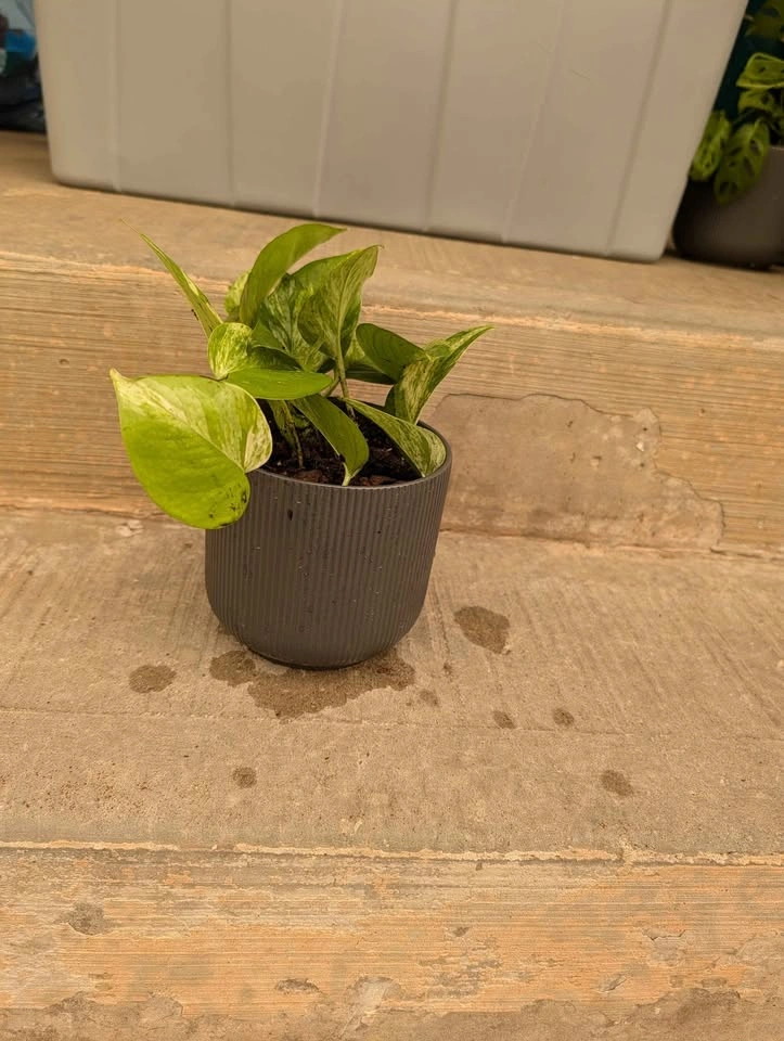 Marble Queen Pothos in Grey Ribbed Pot - photo 2
