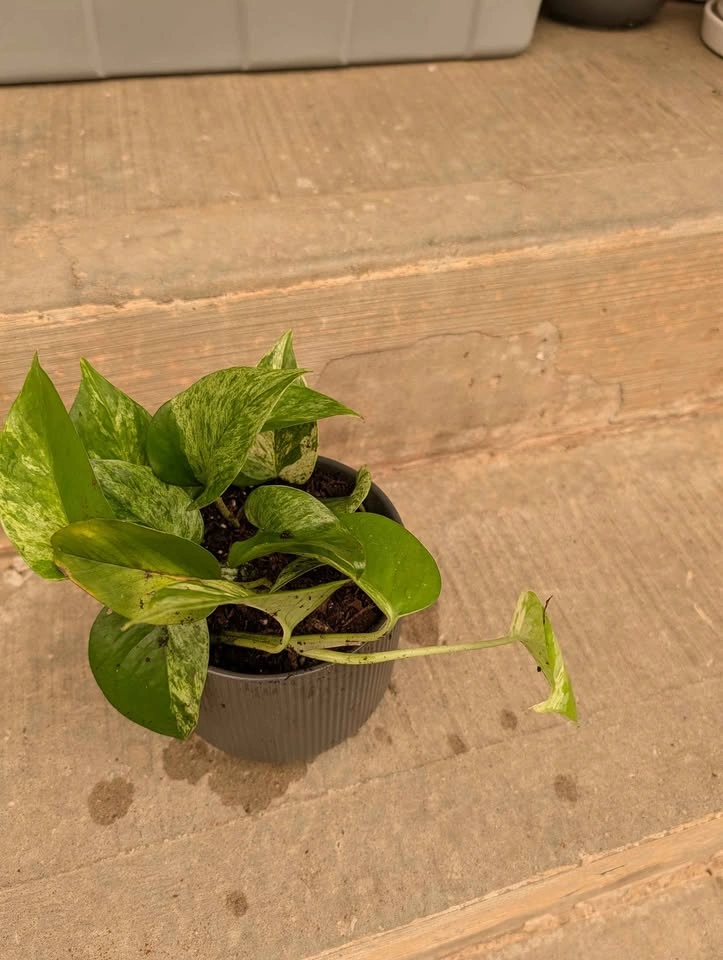 Marble Queen Pothos in Grey Ribbed Pot - photo 3