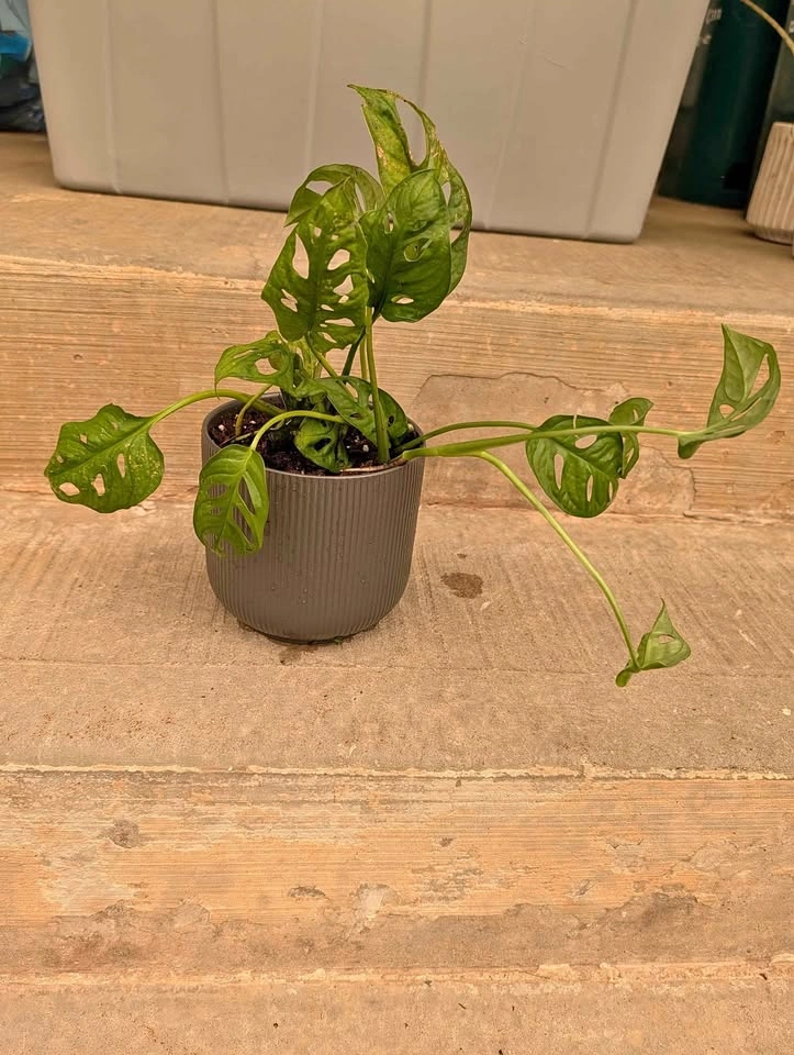 Monstera Adansonii Swiss Cheese Plant
