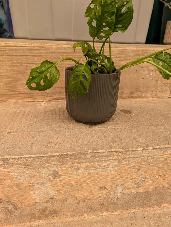 Monstera Adansonii Swiss Cheese Plant - photo 2